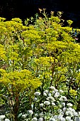 PATRINIA SCABIOSIFOLIA