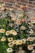 XEROCHRYSUM BRACTEATUM SALMON ROSE