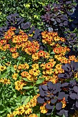 HELENIUM AUTUMNALE SOMBRERO AND COTINUS