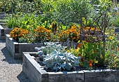RAISED MIXED BEDS WITH COMPANION PLANTING