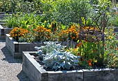 RAISED MIXED BEDS WITH COMPANION PLANTING