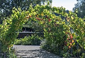 ARCH SUPPORTING GRAPE VINES