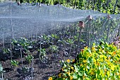 VEGETABLE CROP PROTECTION