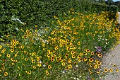 COREOPSIS TINCTORIA