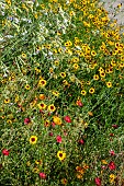 COREOPSIS TINCTORIA & LINUM GRANDIFLORA