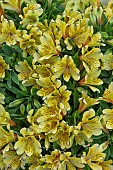 ALSTROEMERIA INCA RIO