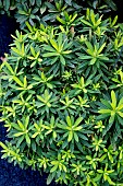 EUPHORBIA AMYGDALOIDES ATHENE