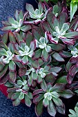 ECHEVARIA DEVOTION