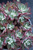 ECHEVARIA DEVOTION