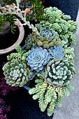 SUCCULENTS MIXED