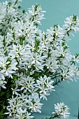 SCAVEOLA STAR DIVA (R) WHITE