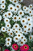 ARGYRANTHEMUM GRANDAISY (R) OVORY HALO