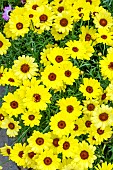 ARGYRANTHEMUM GRANDAISY (R) YELLOW