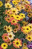 ARGYRANTHEMUM GRANDAISY (R) ORANGE YELLOW