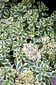 SEDUM LITTLE GECKO