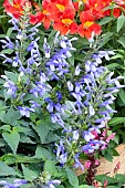 SALVIA SALGOON (R) LAKE COMO