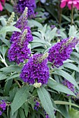 BUDDLEIJA B.C. LITTLE PURPLE