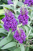 BUDDLEIJA B.C. LITTLE PURPLE