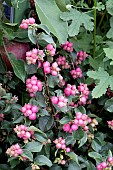 SYMPHORICARPOS MAGICAL CANDY