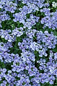 NEMESIA MELODY LILAC BLUE