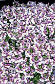 NEMESIA MELODY MORELLO ICE