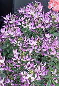 CLEOME ARANA ROSE