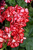 PELARGONIUM MEXICO RUBY