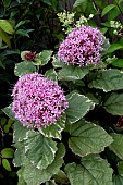 CLERODENDRON BUNGEI PINK DIAMOND