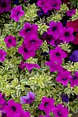 PETUNIA SUFINA (R) VARIEGATED MINT PURPLE