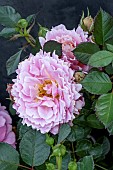 ROSA PALACE (R) LAVENDER