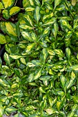 COPROSMA COCTAIL LEMON & LIME