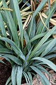 DIANELLA BLUE STREAM
