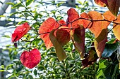 CERCIS CANADENSIS ETERNAL FLAME