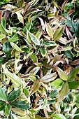 LEUCOTHOE COLOUR DIAMOND