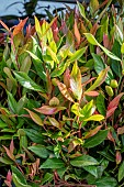 LEUCOTHOE FONTANASIANA  LITTLE FLAMES