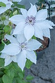 CLEMATIS SPARKLER