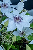 CLEMATIS SPARKLER