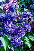 CLEMATIS MULTI BLUE