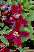 CLEMATIS BURNING LOVE