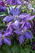 CLEMATIS TIE DYE