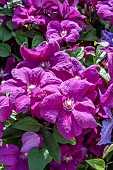CLEMATIS RAHVARINNE
