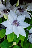 CLEMATIS SPARKLER PBR