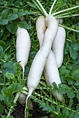 JAPANESE RADISH
