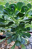 AEONIUM GORGONEUM