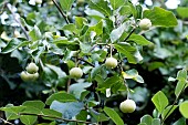 STYRAX OFFICINALIS
