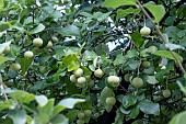 STYRAX OFFICINALIS