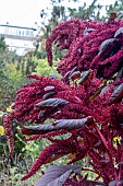 AMARANTHUS GARNET RED