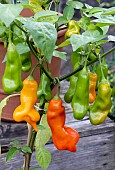 CAPSICUM ANNUUM EROTICA