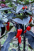 CAPSICUM ANNUUM NESFERATU
