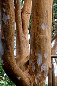 LUMA APICULATA